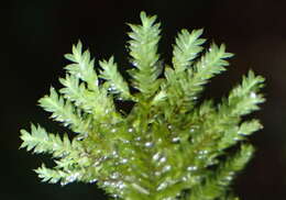 Image of Lopidium