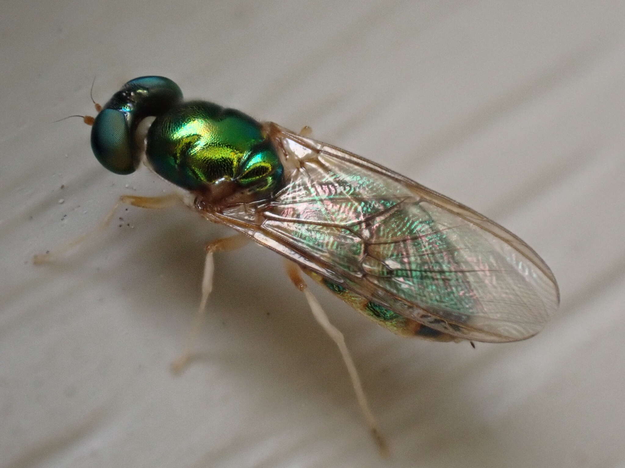 Image of Cephalochrysa canadensis (Curran 1927)