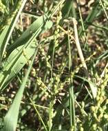 Image of Brown-Top Liverseed Grass