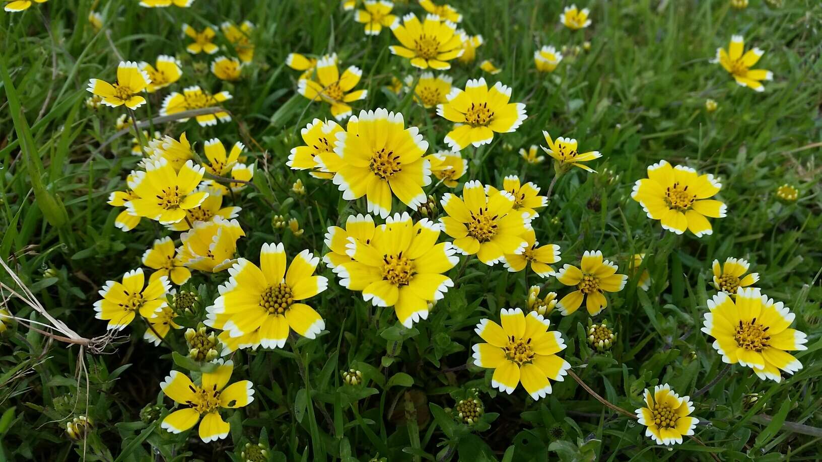 Слика од Layia chrysanthemoides (DC.) A. Gray