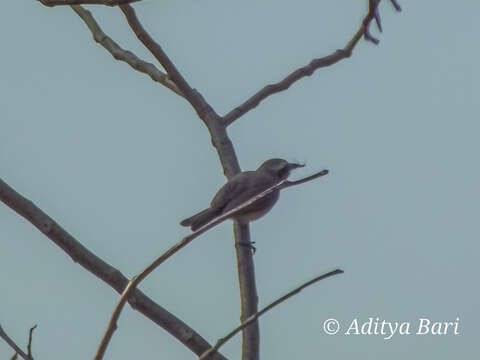 Image of Tephrodornis Swainson 1832