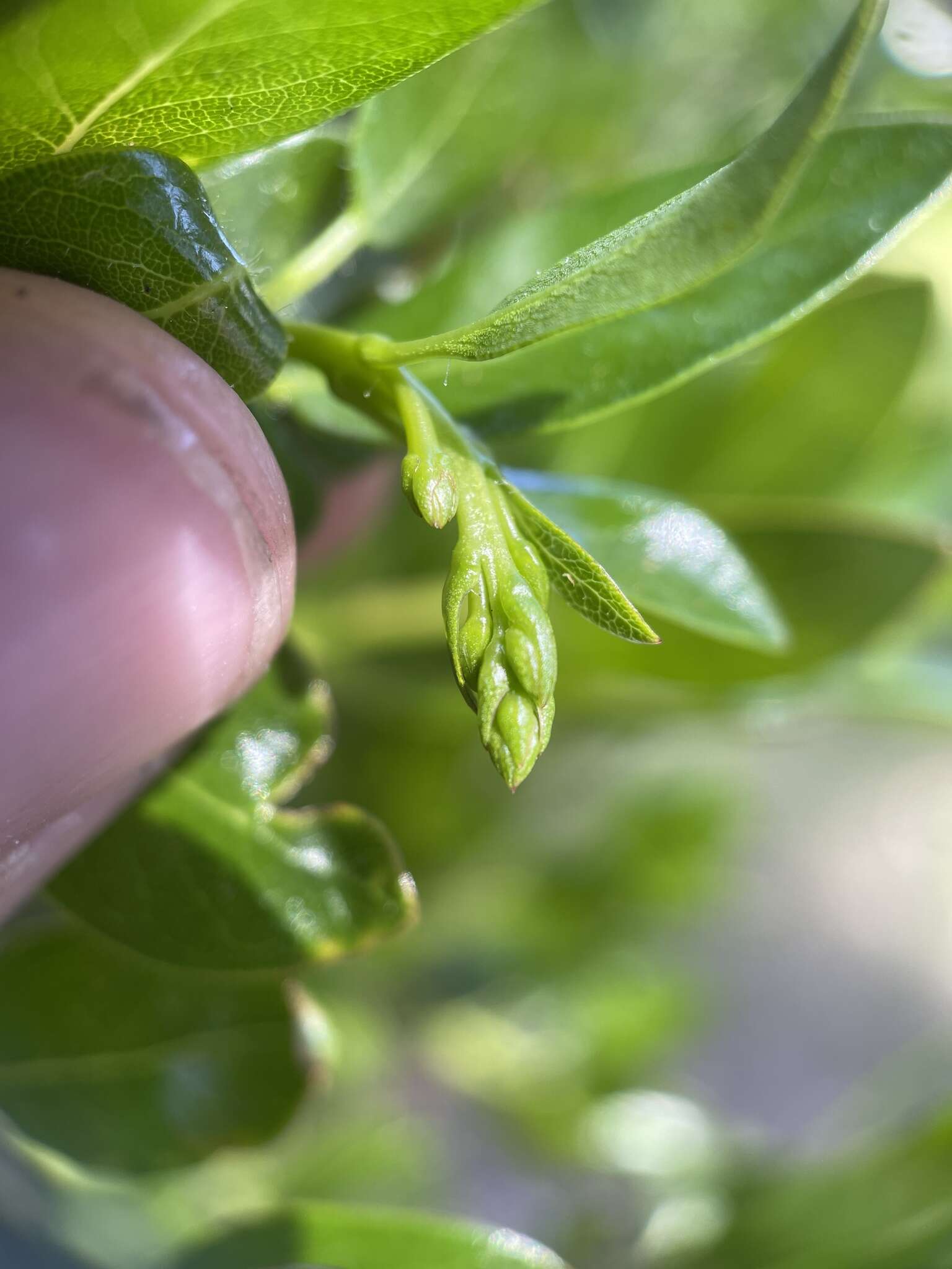 Слика од Arctostaphylos crustacea subsp. subcordata (Eastw.) V. T. Parker, M. C. Vasey & J. E. Keeley