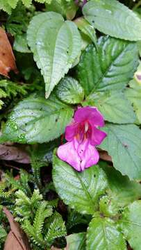 Image of Impatiens napoensis Y. L. Chen