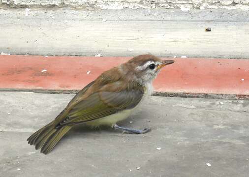 Imagem de Vireo leucophrys (Lafresnaye 1844)