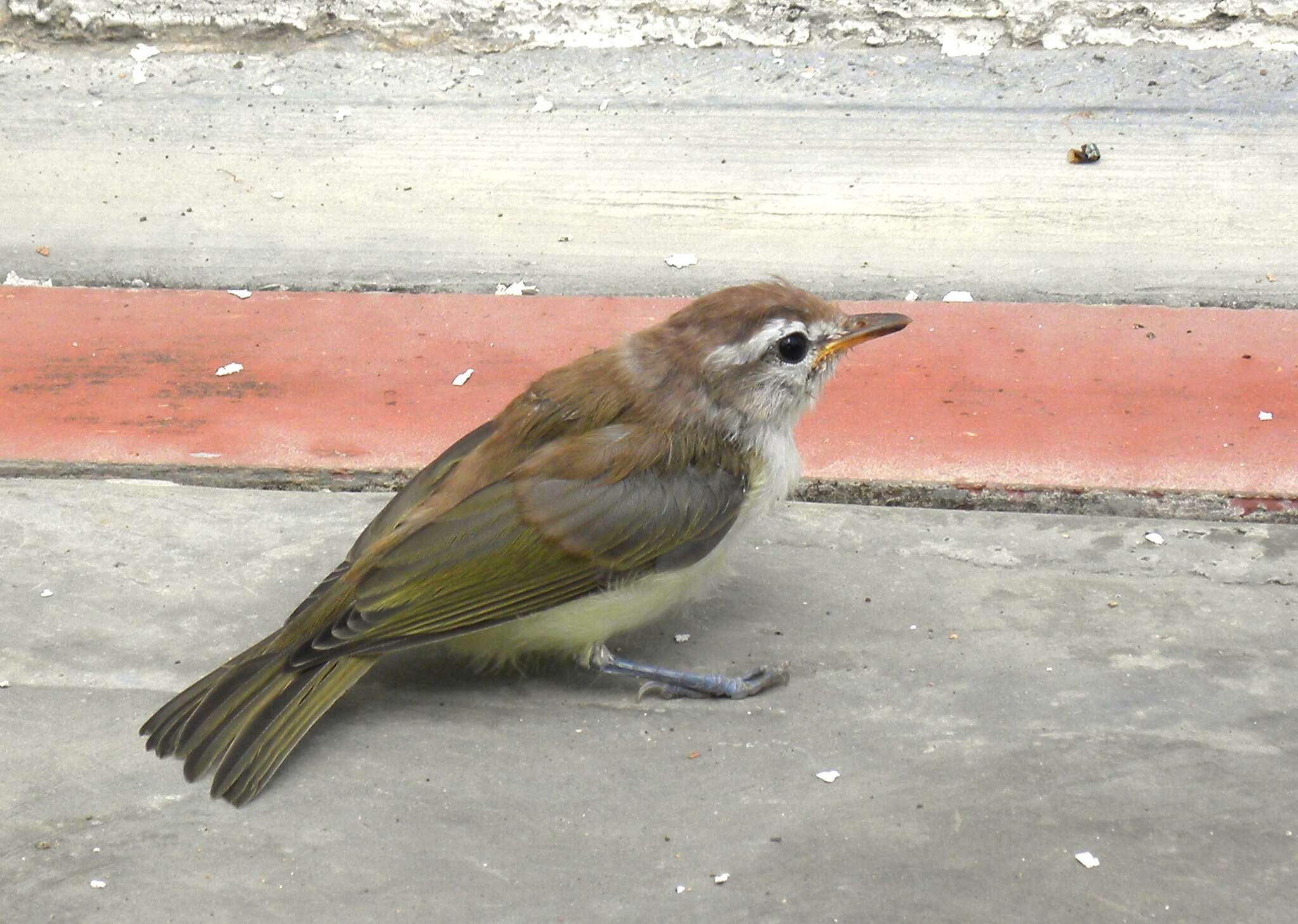 Image of Brown-capped Vireo