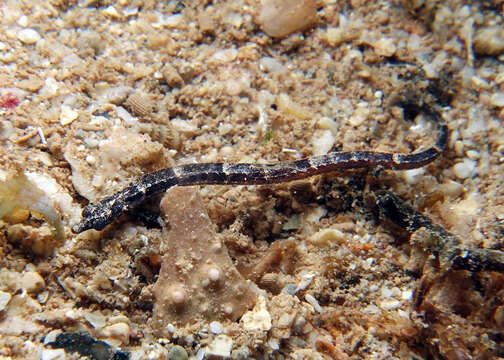 Image of Tidepool pipefish