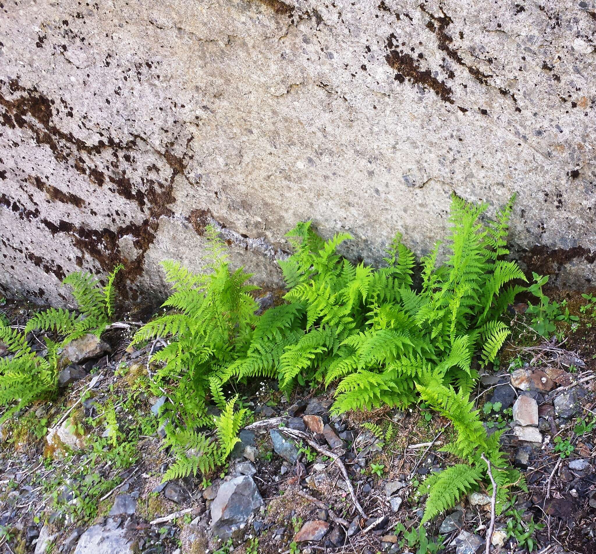 Image of American Alpine Lady Fern