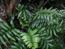 Image of Asplenium oblongifolium Col.