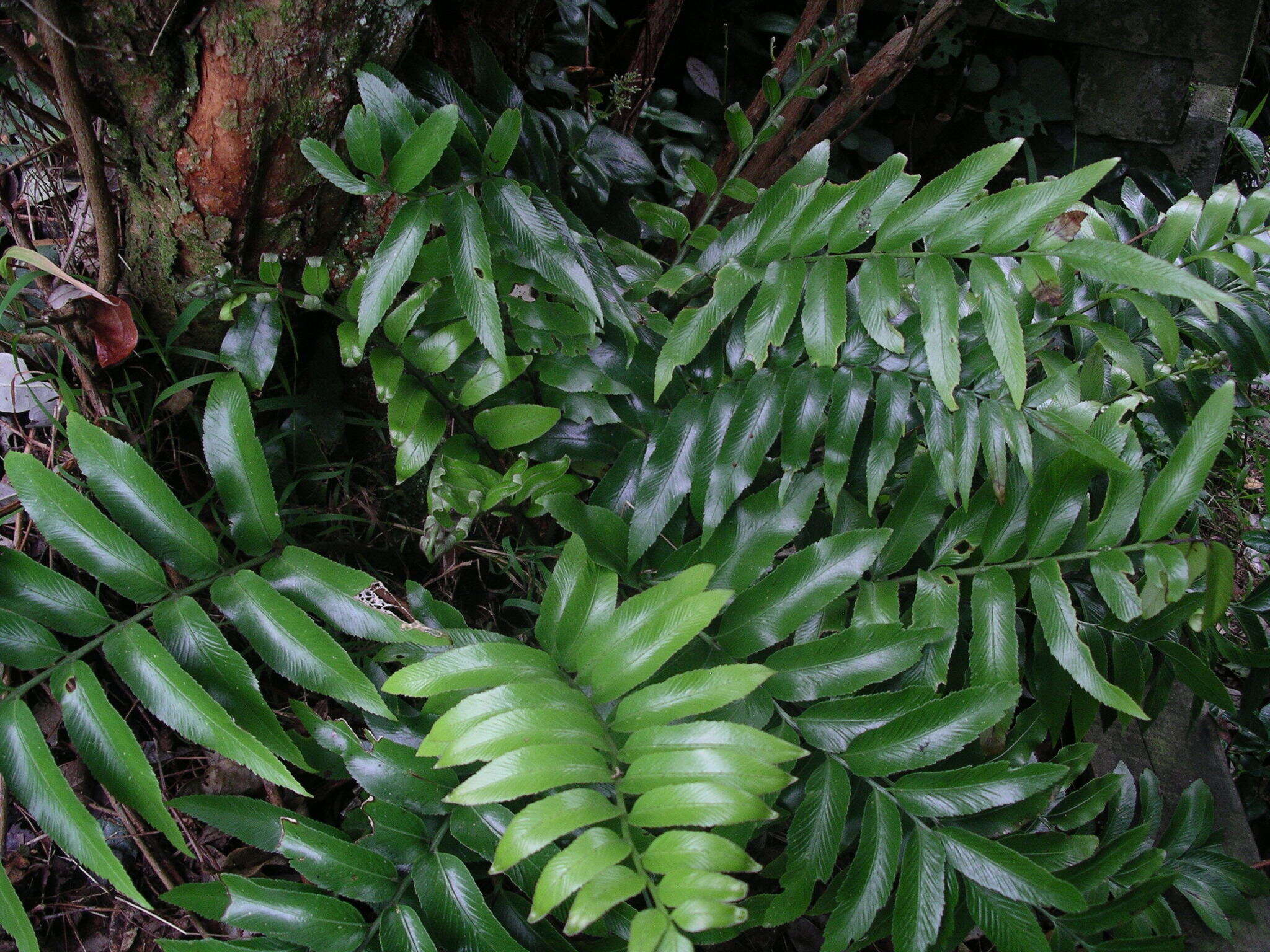 Image of Asplenium oblongifolium Col.