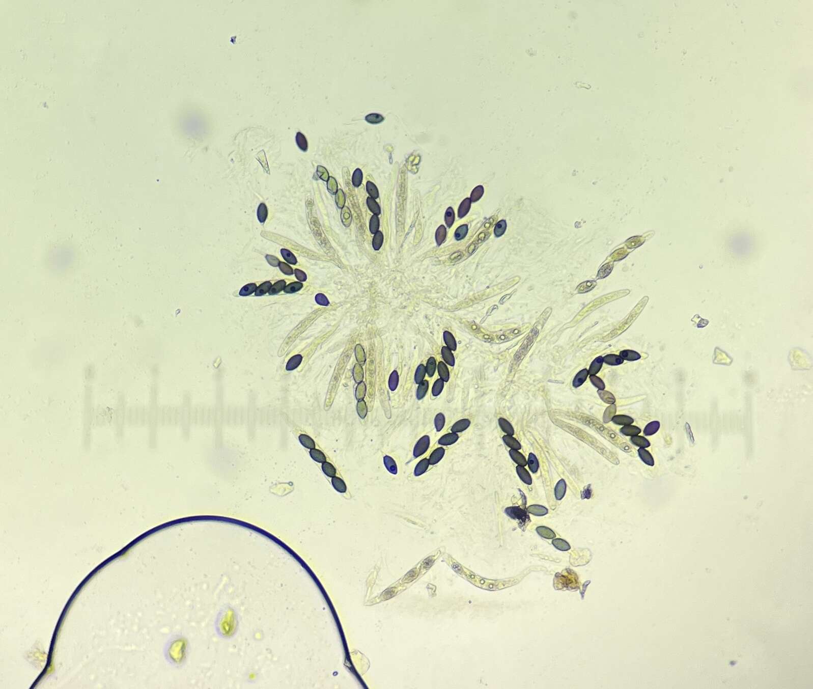 صورة Triangularia comata