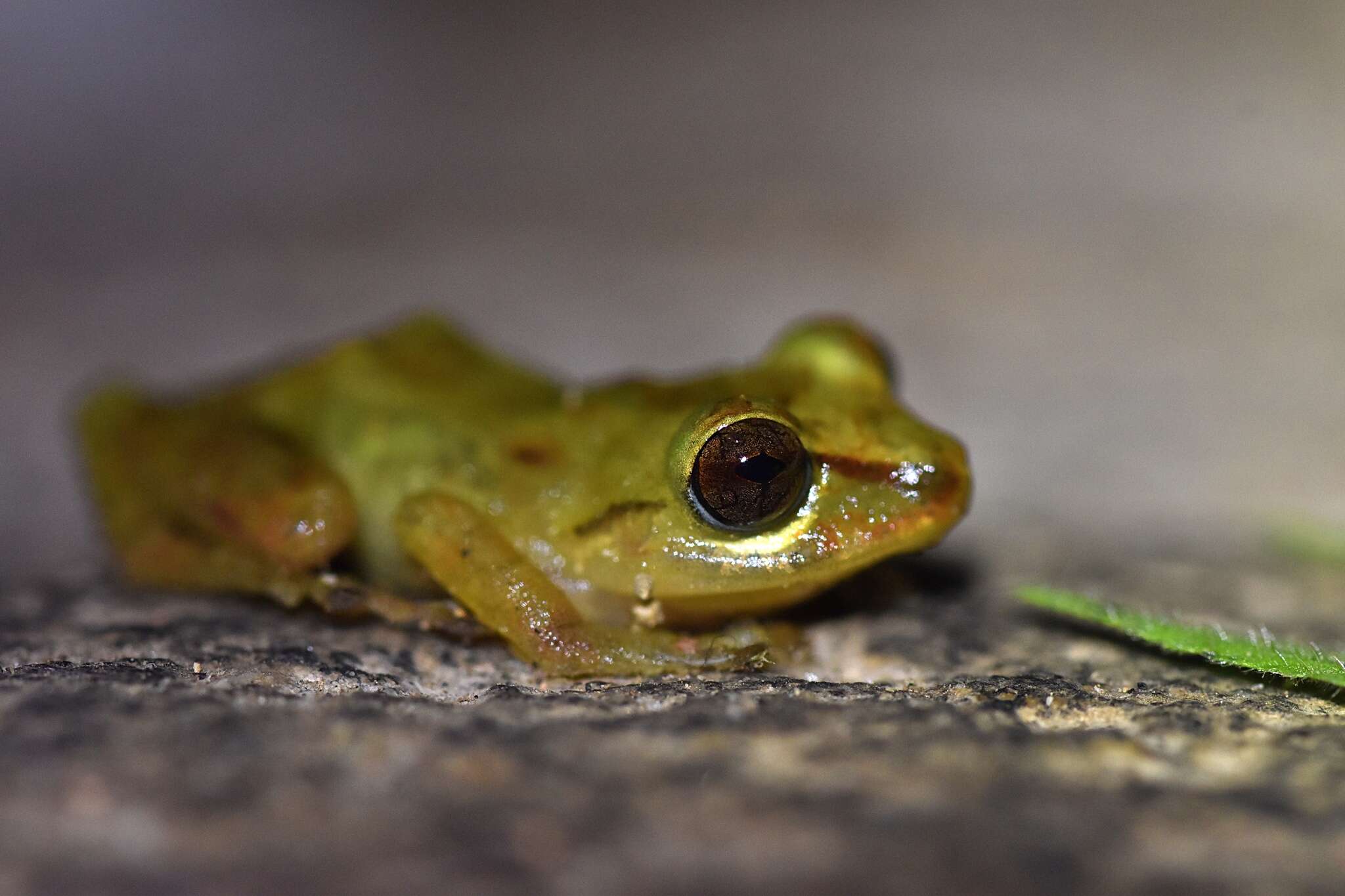 Image of Pristimantis subsigillatus (Boulenger 1902)