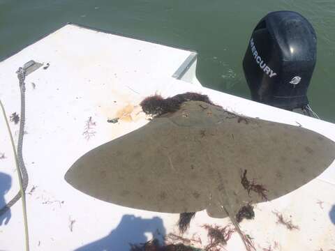 Image of Spiny Butterfly Ray