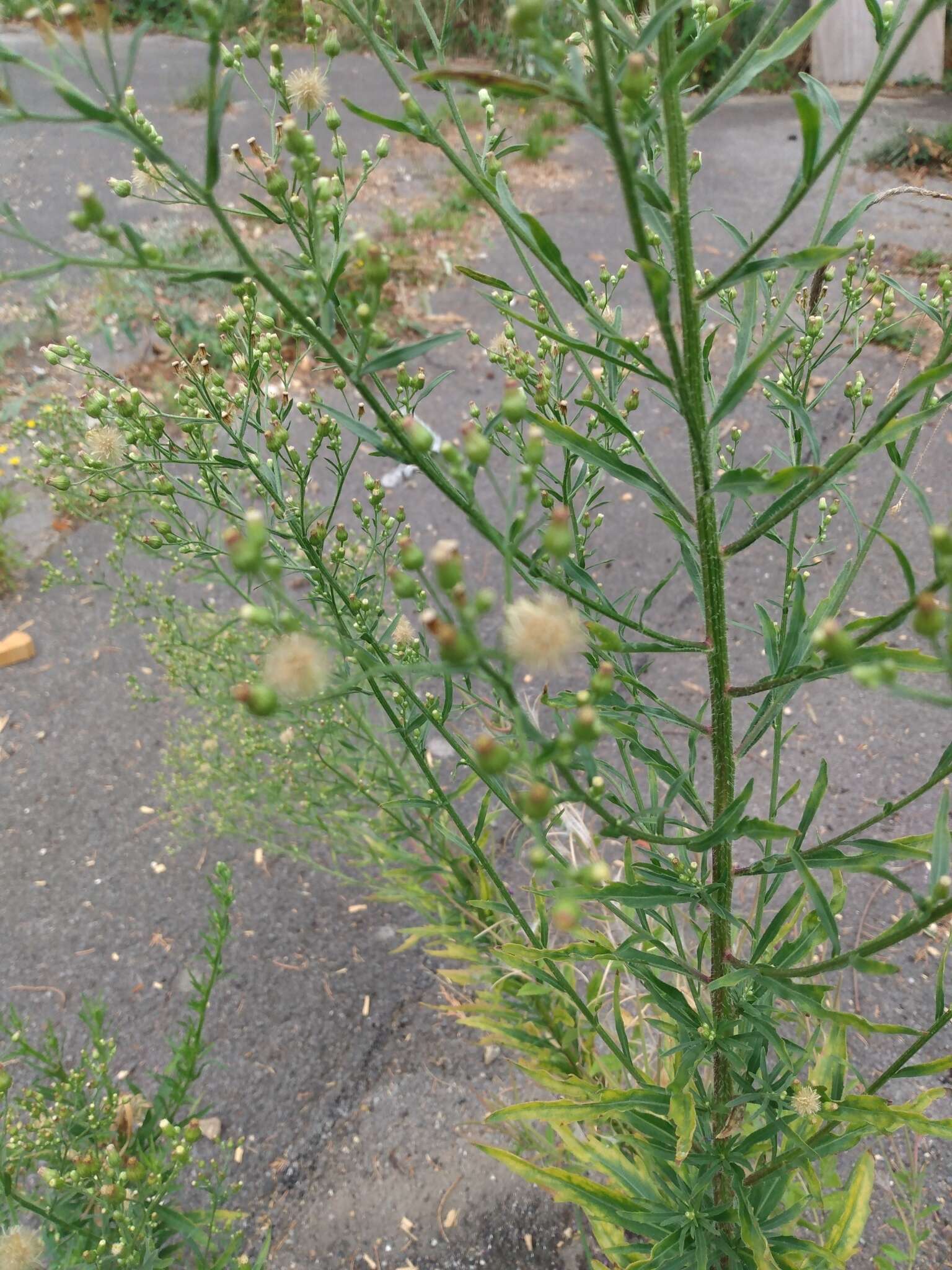 Image of Erigeron floribundus (Kunth) Sch. Bip.