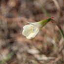 Image of Zephyranthes pseudoconcolor