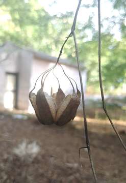 Image de Aristolochia indica L.