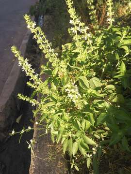 Image de Ocimum americanum L.