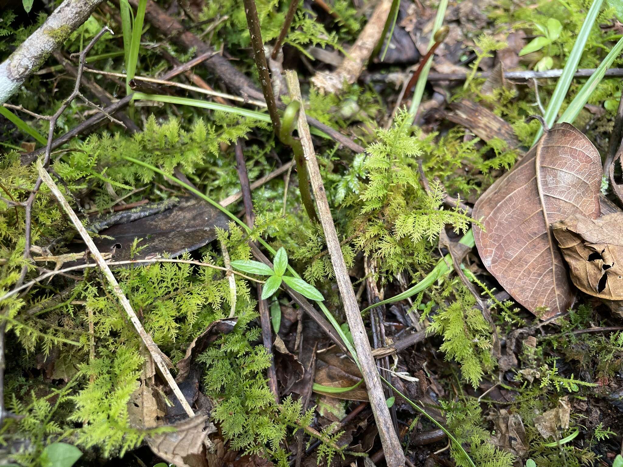 Image of Thuidium urceolatum Lorentz 1864