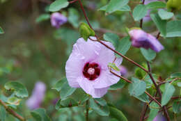 Image of Sturt's desert rose