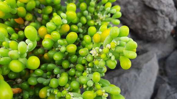 Image of Tetraena fontanesii (Webb & Berthel.) Beier & Thulin