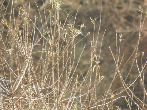 Image of Beautiful Rosefinch