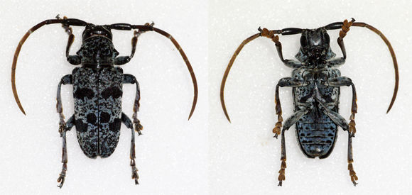 Image of <i>Tragon signaticornis</i> (Chevrolat 1855)