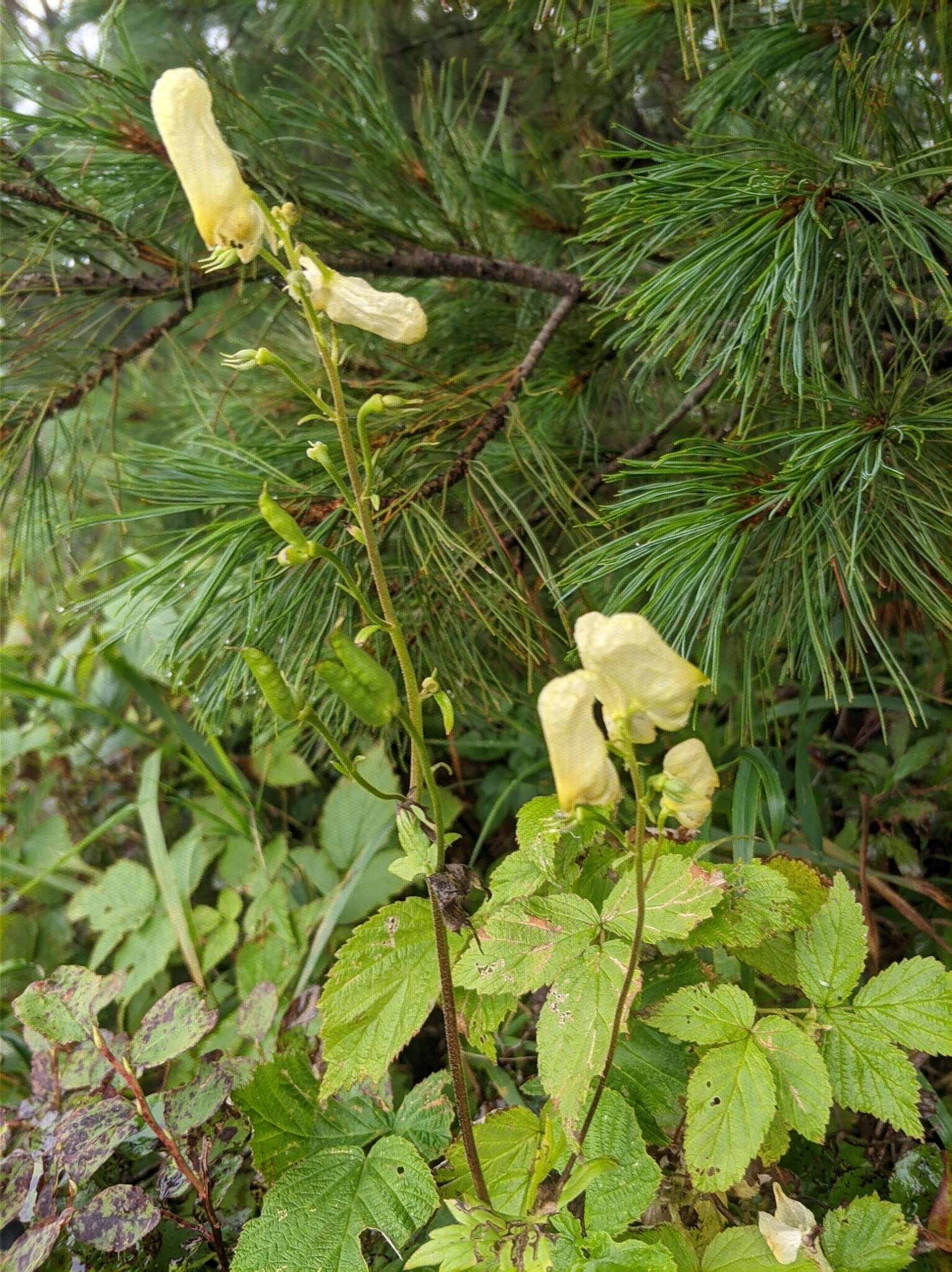 Imagem de Aconitum umbrosum (Korsh.) Kom.