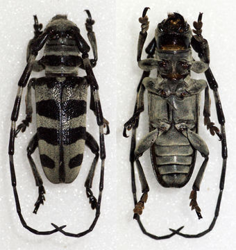 Image of <i>Eutaenia tanoni</i> Breuning 1962