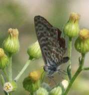 Image of Lang's Short-tailed Blue