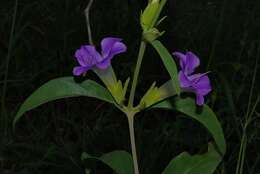 Image of Barleria lancifolia subsp. lancifolia