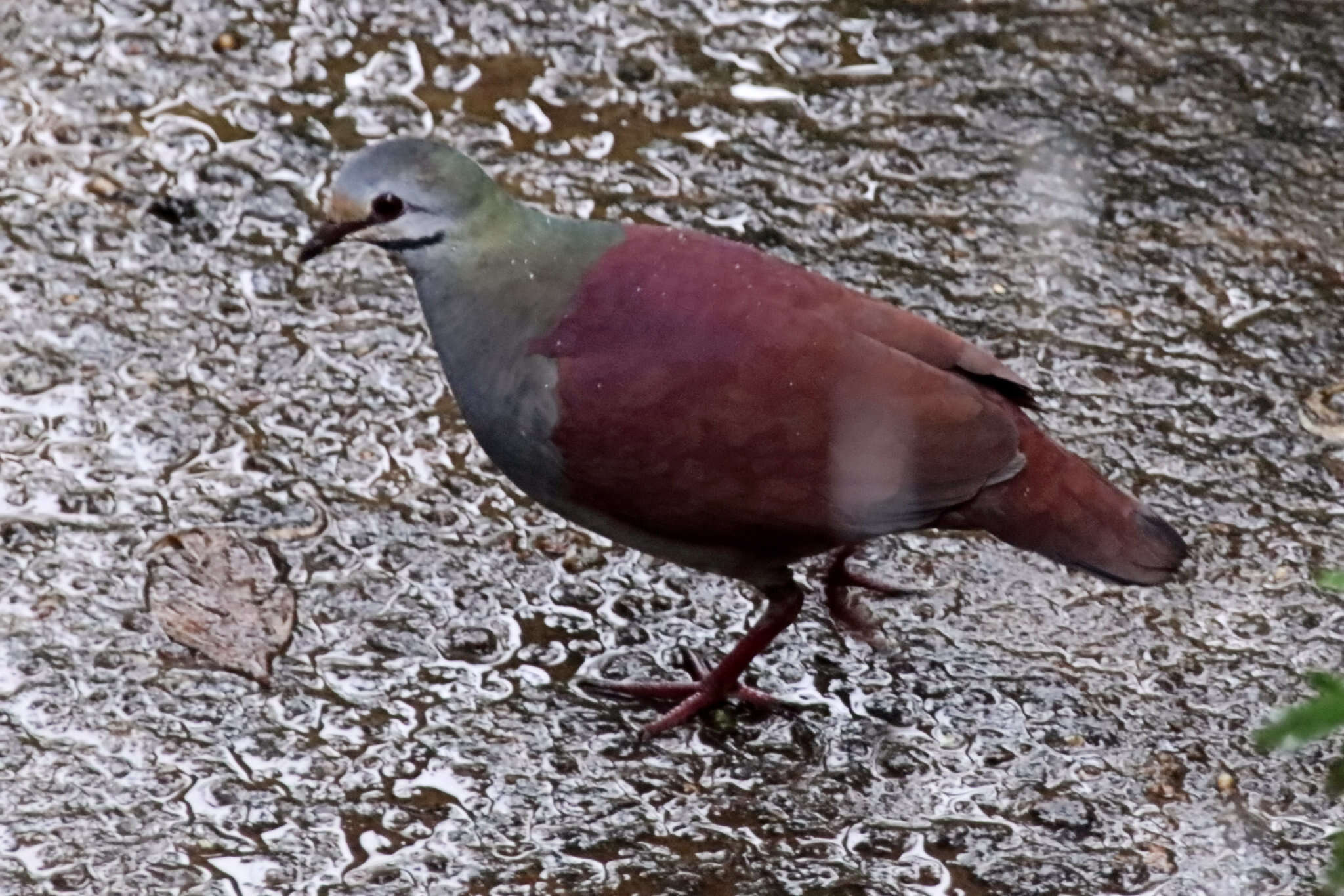 Image of Buff-fronted Quail-Dove