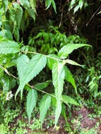 Image of Eupatorium tashiroi Hayata