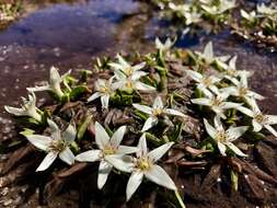 Caltha introloba F. Müll. resmi