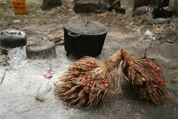 Image of oil palm