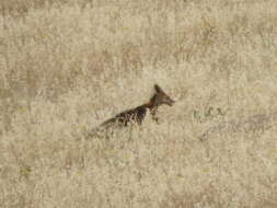 Image of Kurdistan red fox