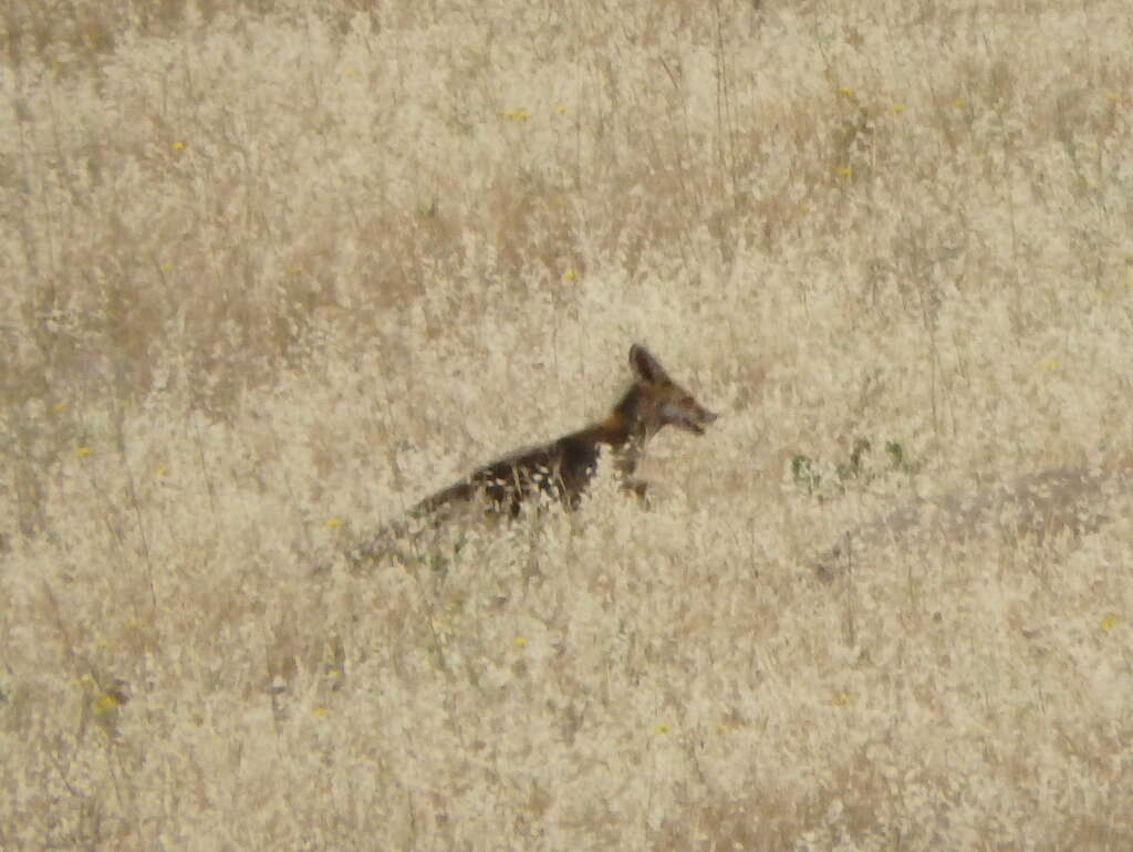 Image of Kurdistan red fox