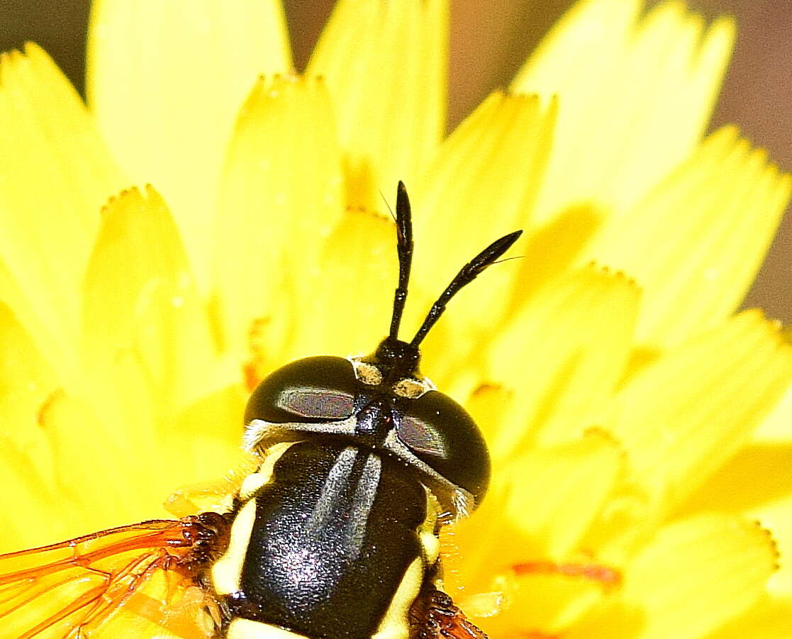 Image de Chrysotoxum verralli Collin 1940