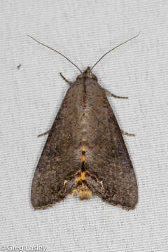 Image of Hypocala Moth