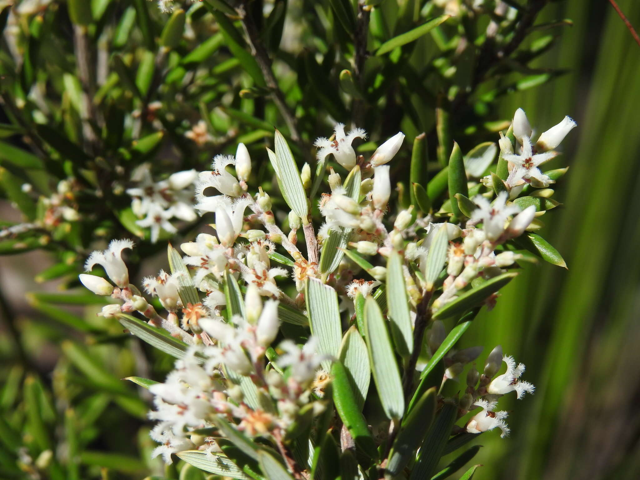 Image of Agiortia pedicellata (C. T. White) Quinn