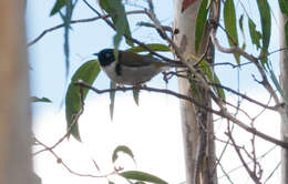 Image of Black-headed Honeyeater