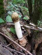 Image of Stinkhorn