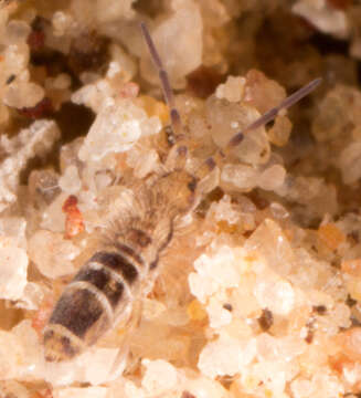 Image de Orchesella hexfasciata (Harvey & FL 1895)