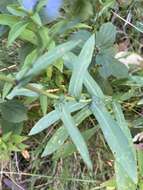 Image of Symphyotrichum laeve var. laeve