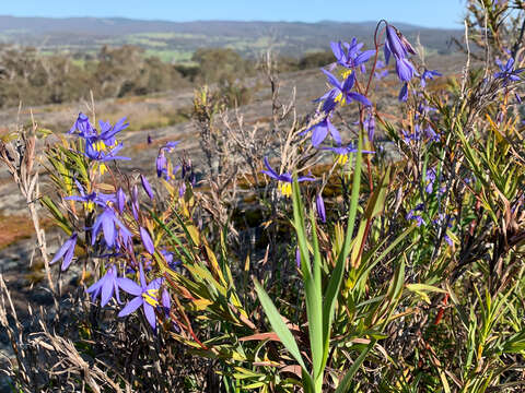 Image of Grass-lilies