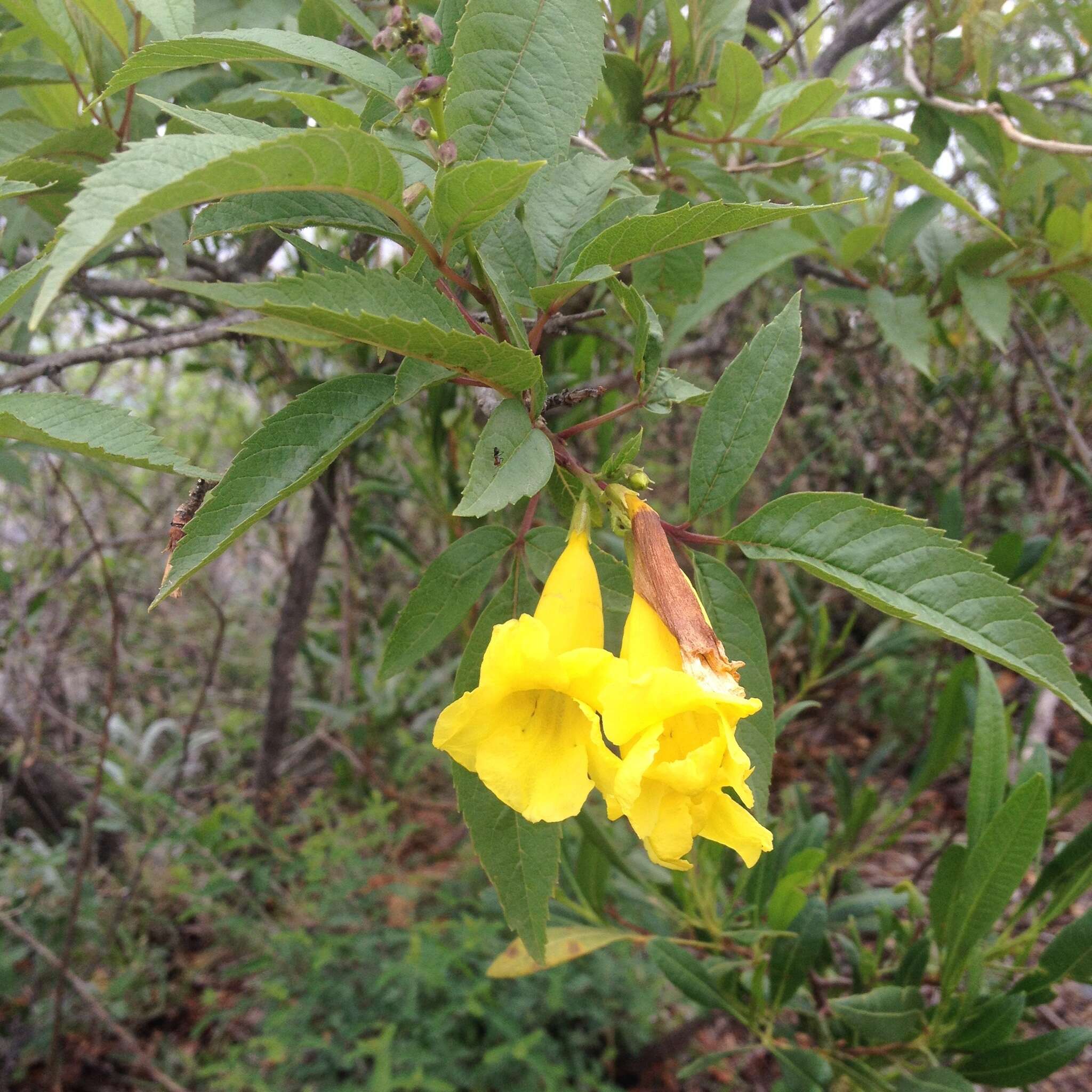 Image of Yellow bells