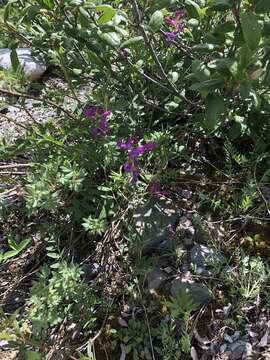 Image of Boreal Sweetvetch