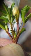 Image of Oxalis pusilla Jacq.