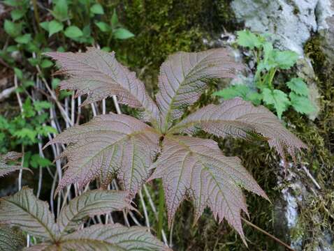 Image of Rodgersia podophylla A. Gray