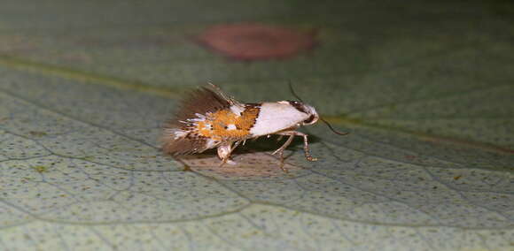 Image of Notodryas vallata Meyrick 1897