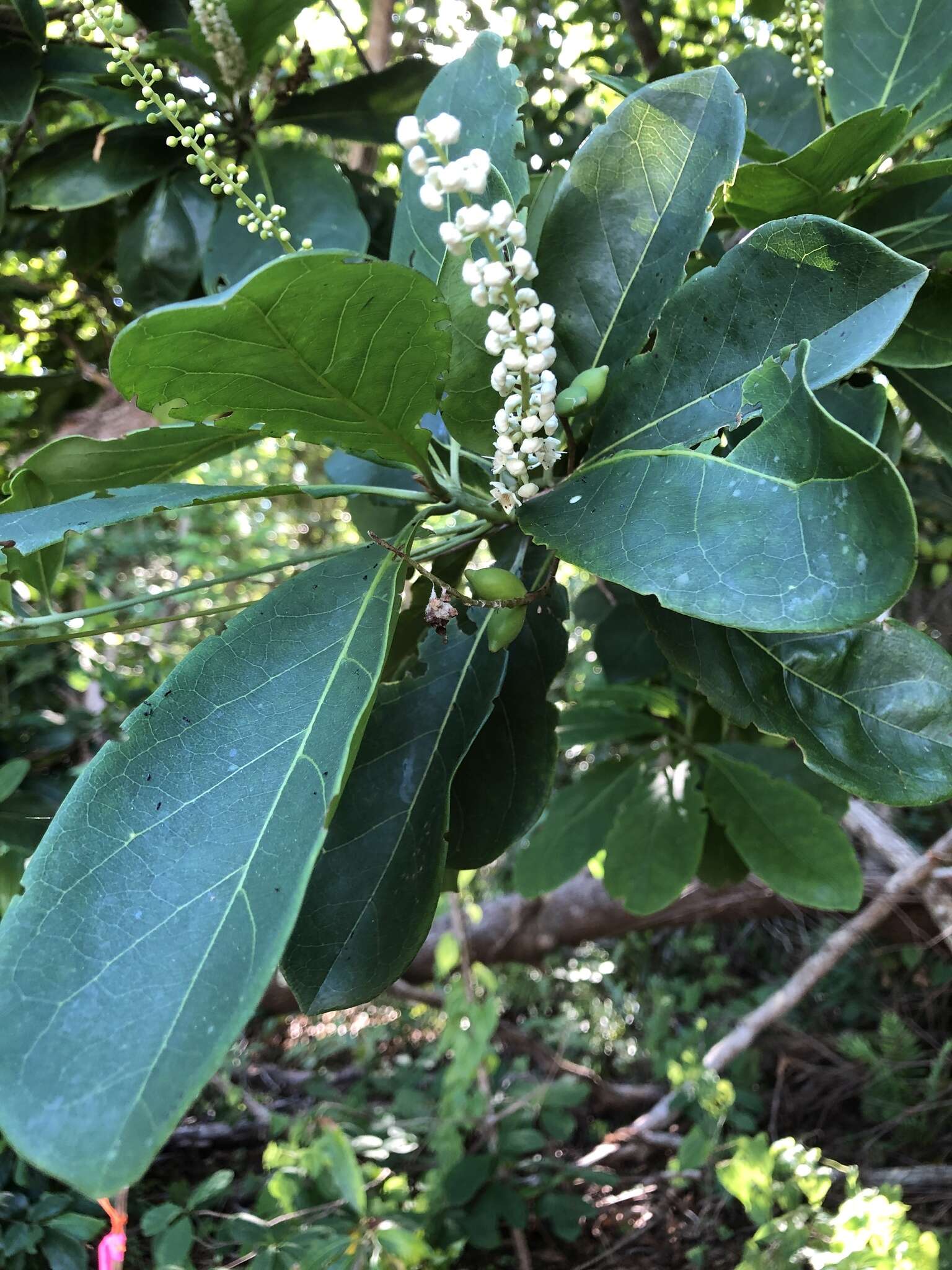 Image of Australian almond