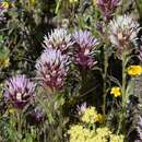 Image of <i>Castilleja <i>densiflora</i></i> subsp. densiflora